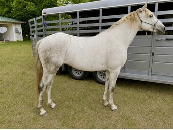 "Smoke" Dappled Gelding Missouri Fox Trotter