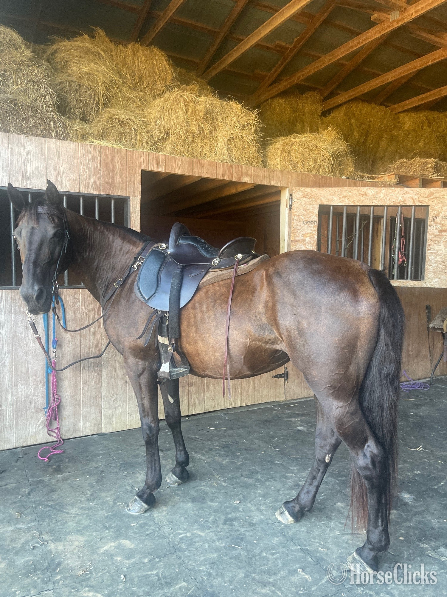 "Raven" Black Mare Tennessee Walker in Kentucky