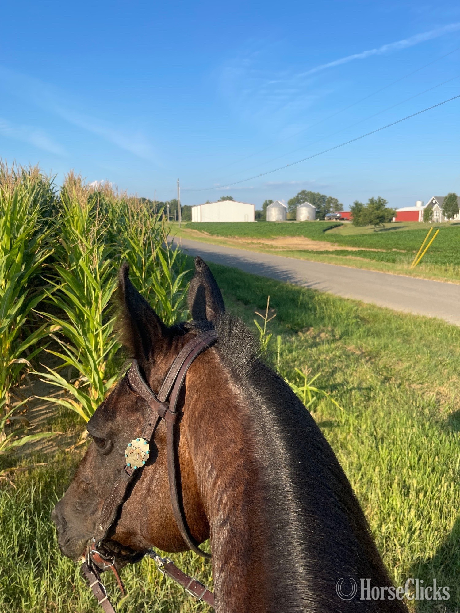"Raven" Black Mare Tennessee Walker