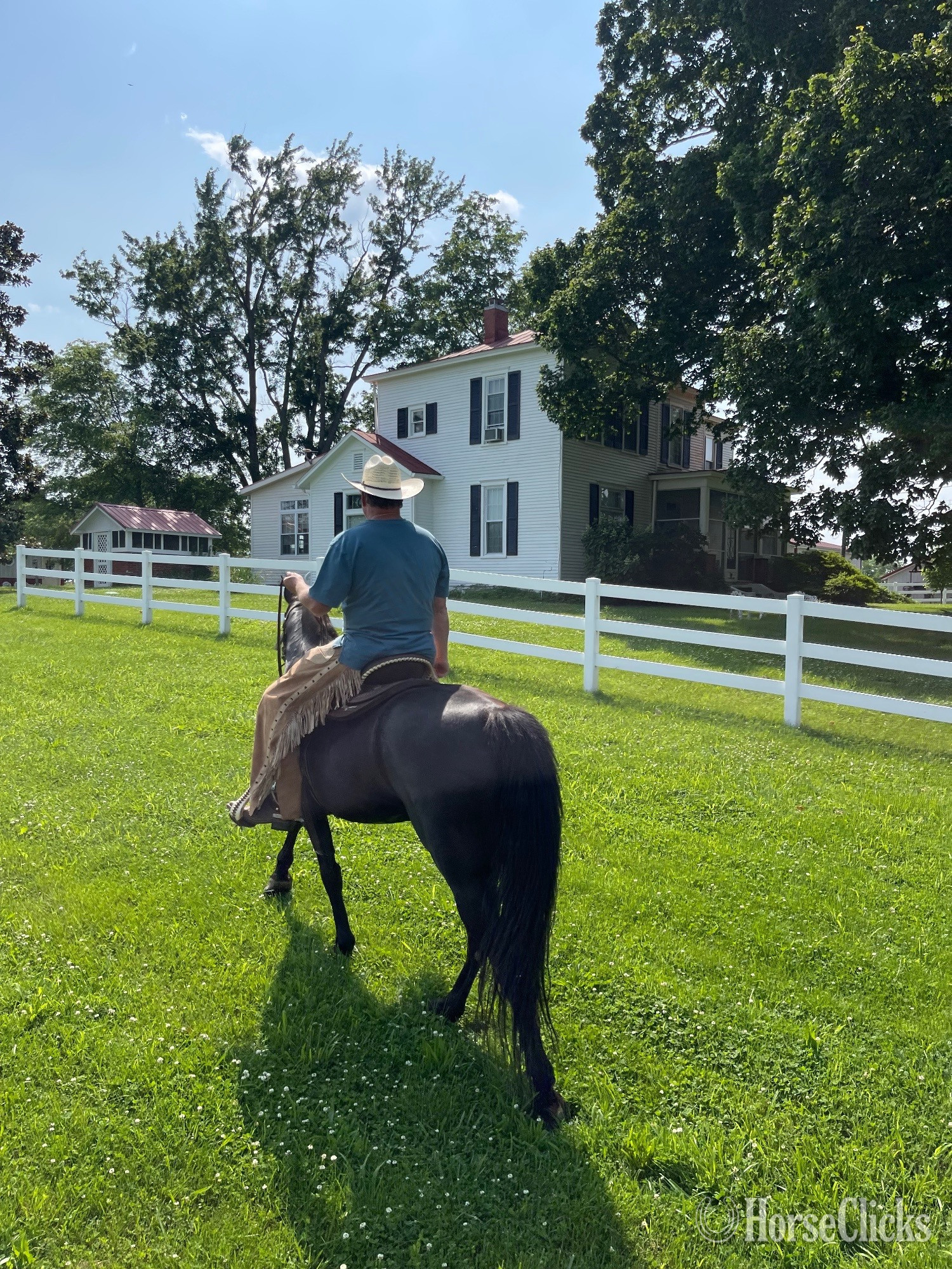 Kentucky "Raven" Black Mare Tennessee Walker