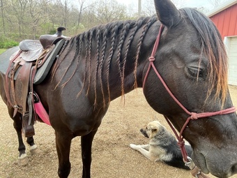 "Rebel " Black Gelding Rocky Mountain