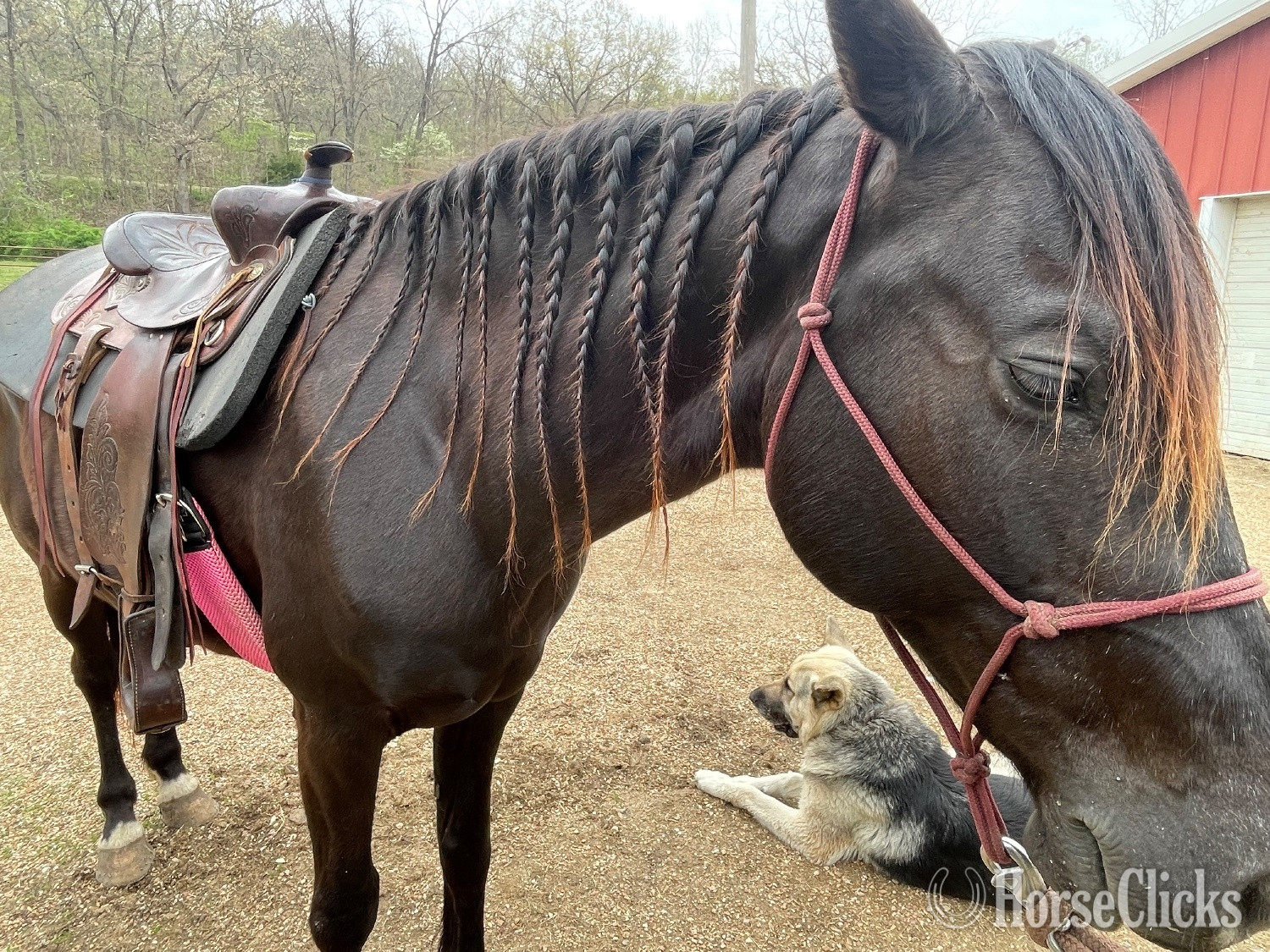 "Rebel " Black Gelding Rocky Mountain in Missouri
