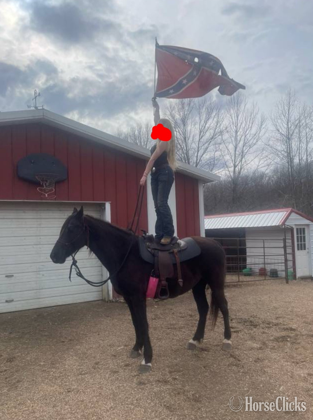 "Rebel " Black Gelding Rocky Mountain