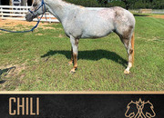 Chili~Flashy*Athletic*Versatile*Trail*Mounted Shooting*Reg. Appy Mare~