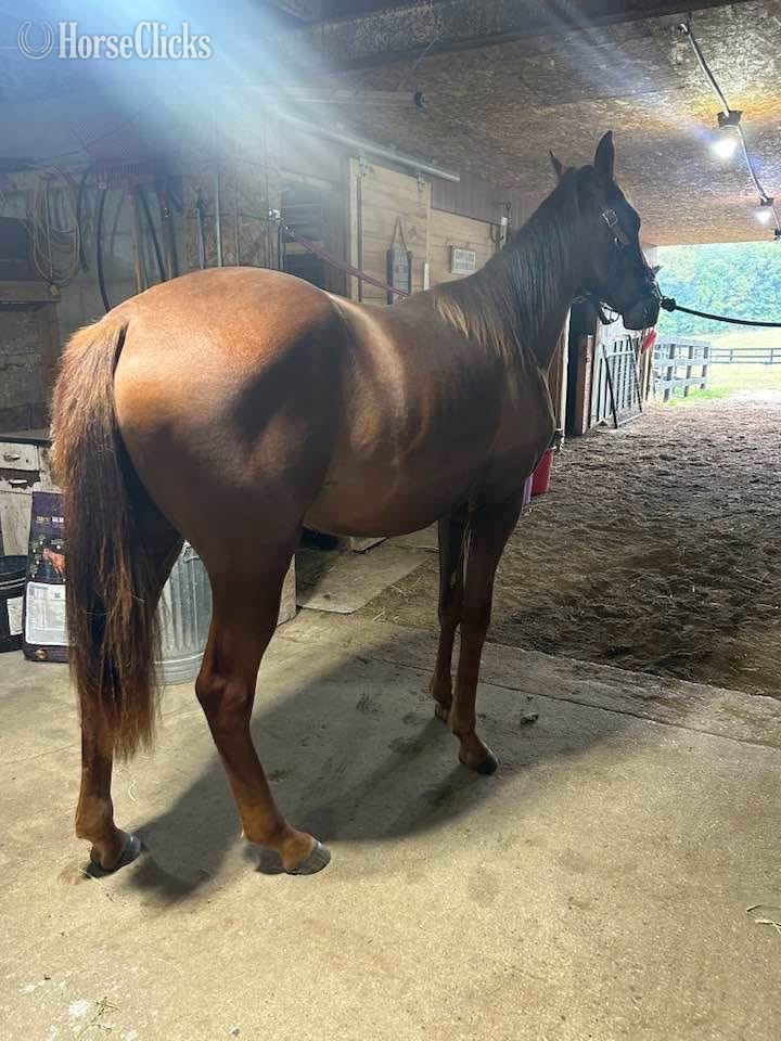 "Selah" Bay Filly Thoroughbred in Michigan