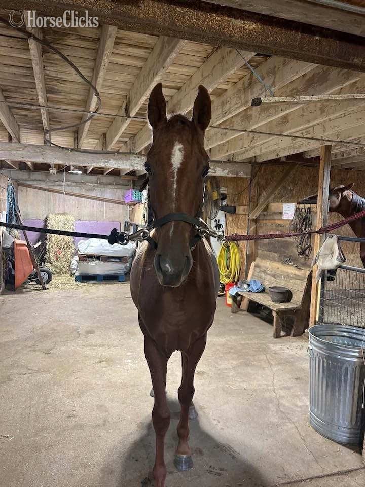 "Selah" Bay Filly Thoroughbred