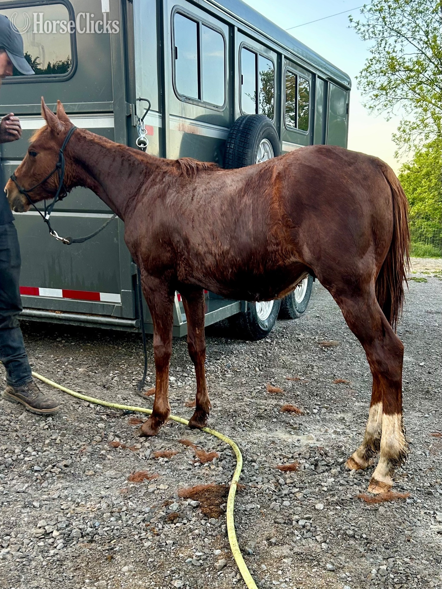 "Sigma Peppy Chic" Sorrel Colt Quarter Horse in Kentucky
