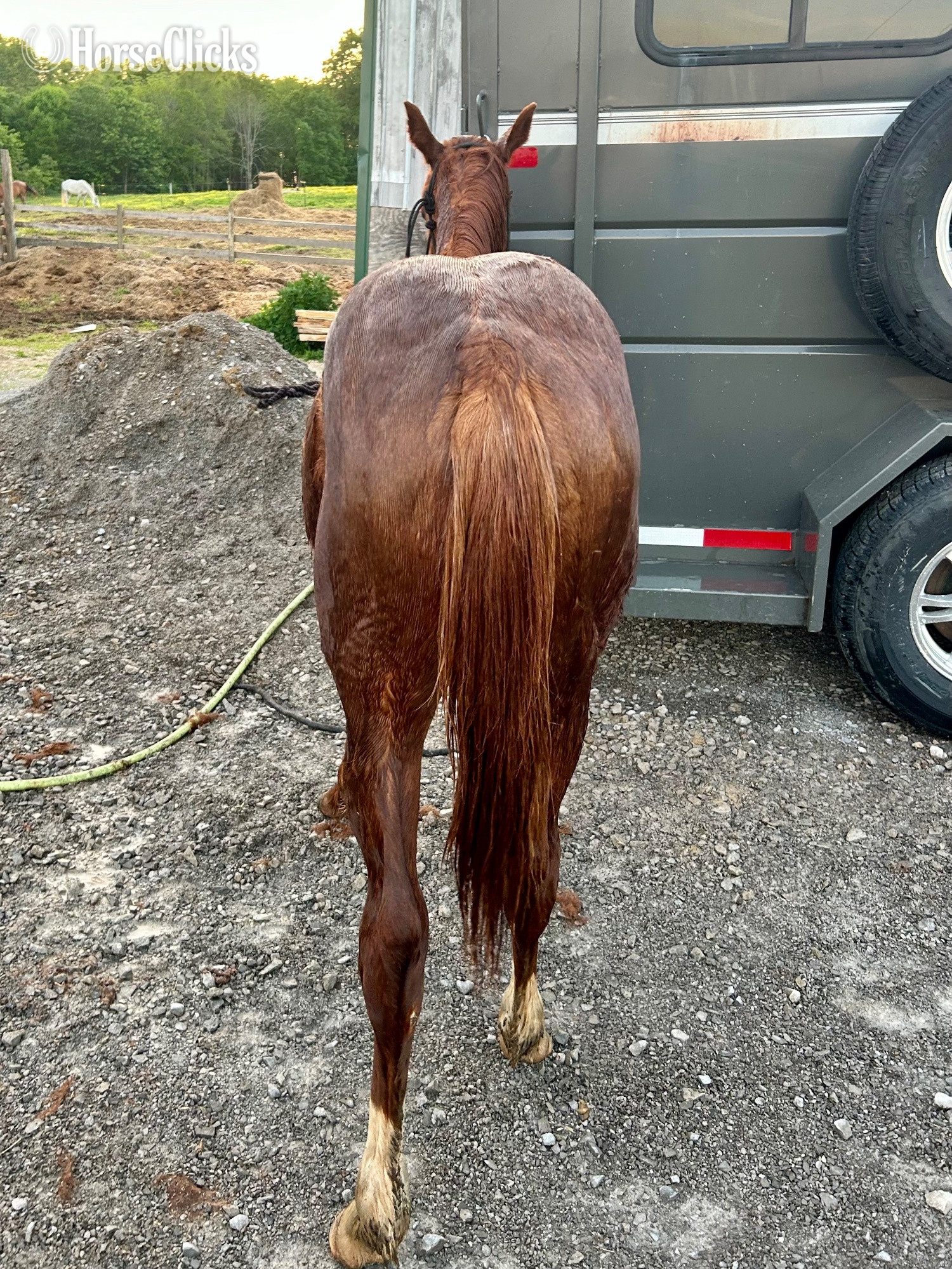 "Sigma Peppy Chic" Sorrel Colt Quarter Horse
