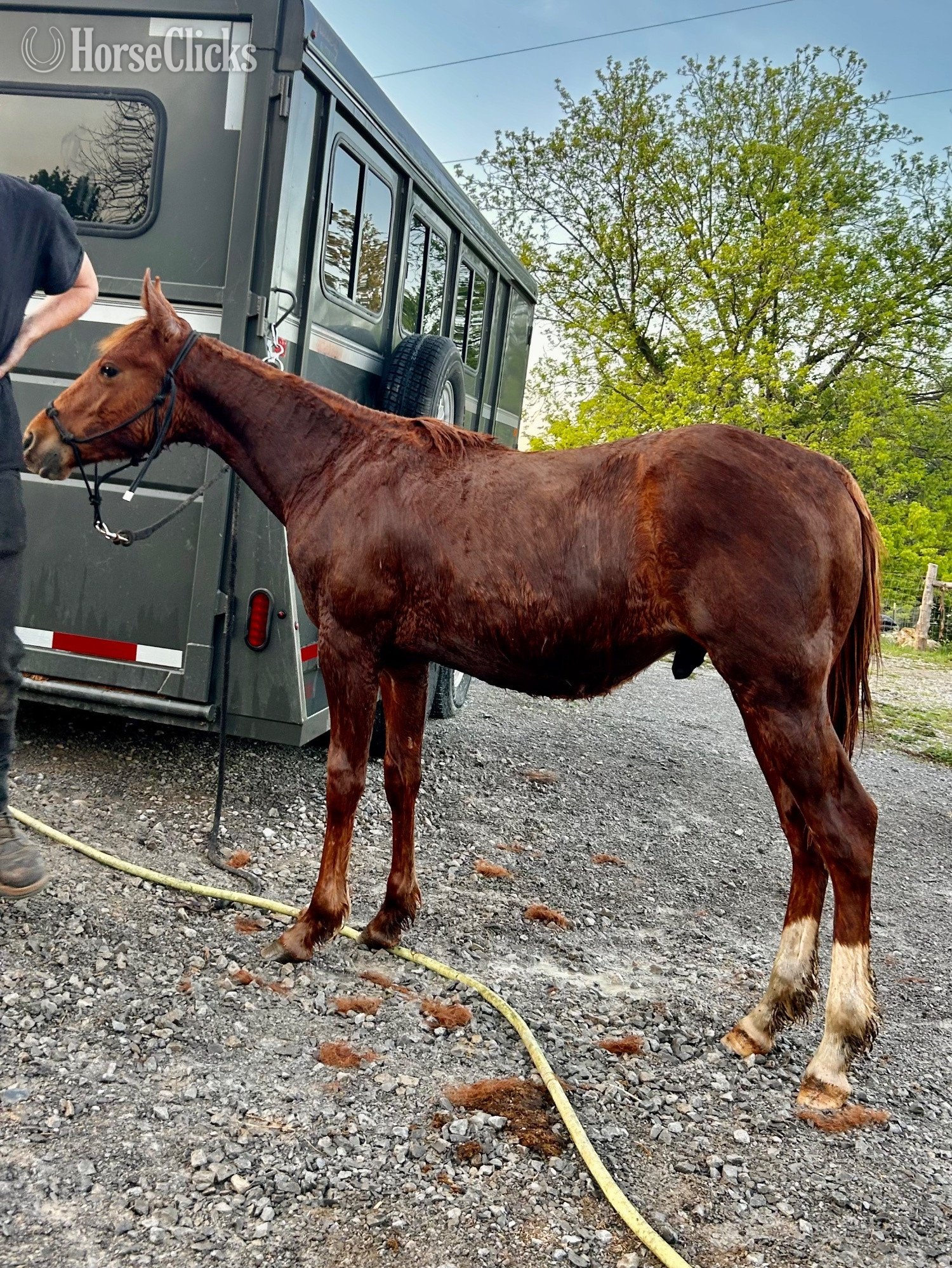"Sigma Peppy Chic" Sorrel Colt Quarter Horse - Quarter Horse in Kentucky