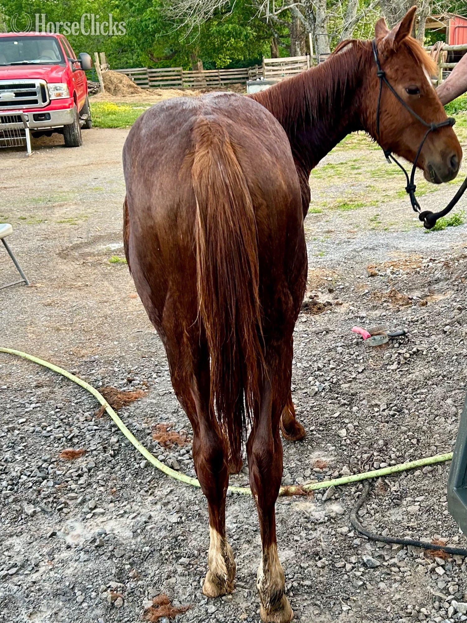 "Sigma Peppy Chic" Sorrel Colt Quarter Horse - Quarter Horse