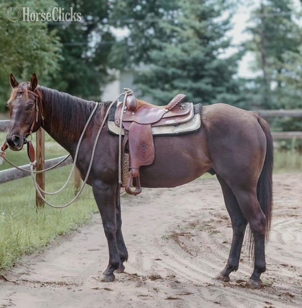 "JP Perry Mark" Grullo Gelding Quarter Horse in Minnesota