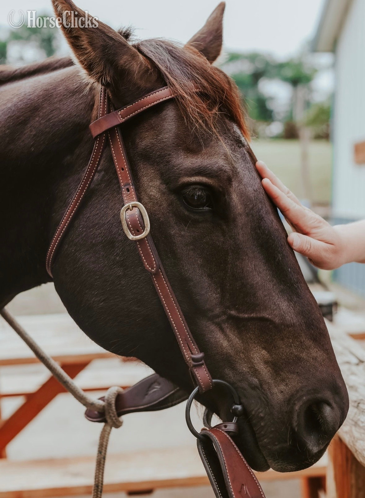 "JP Perry Mark" Grullo Gelding Quarter Horse