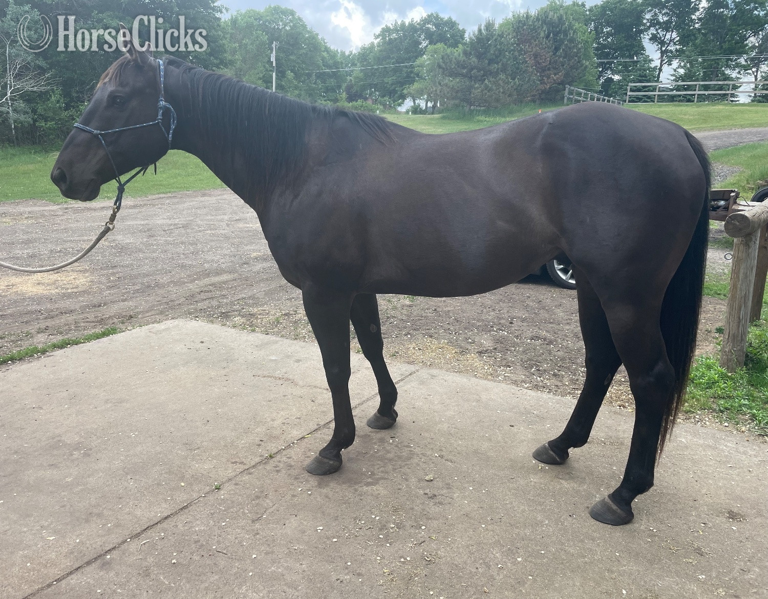 Quarter Horse - "JP Perry Mark" Grullo Gelding Quarter Horse