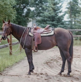 "JP Perry Mark" Grullo Gelding Quarter Horse