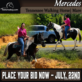"Mercedes" Black Mare Tennessee Walker