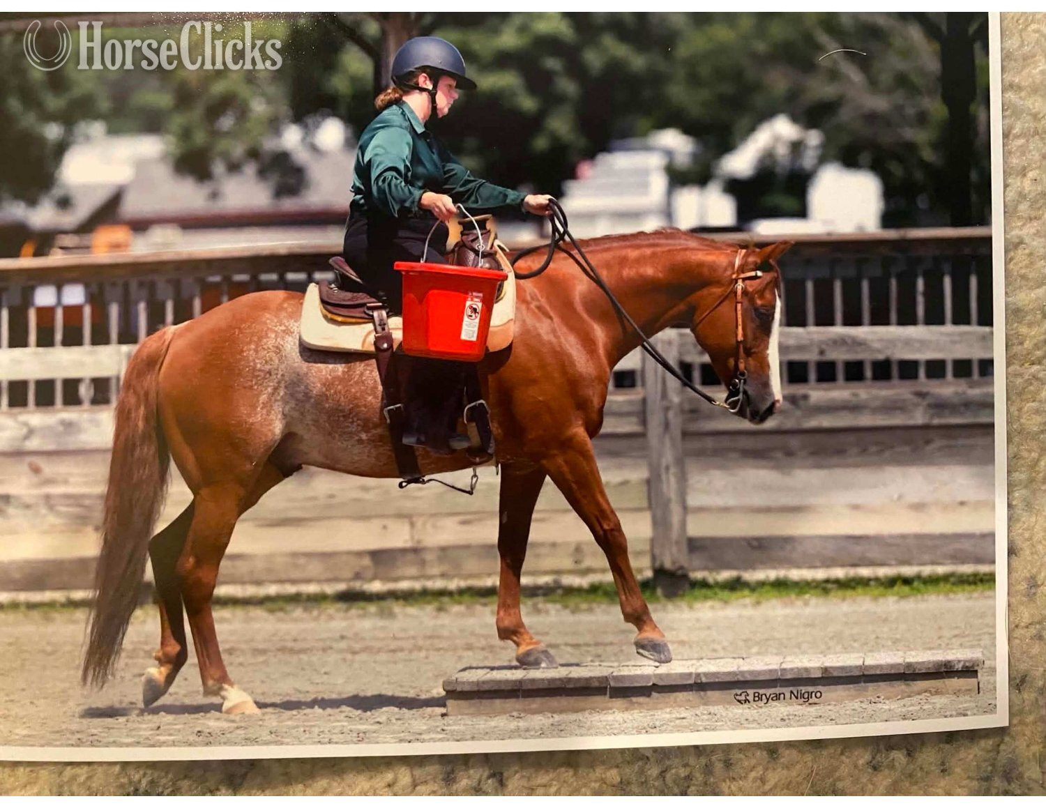 "TALKIN ABOUT SMART" Sorrel Gelding Quarter Horse - Quarter Horse in New Jersey