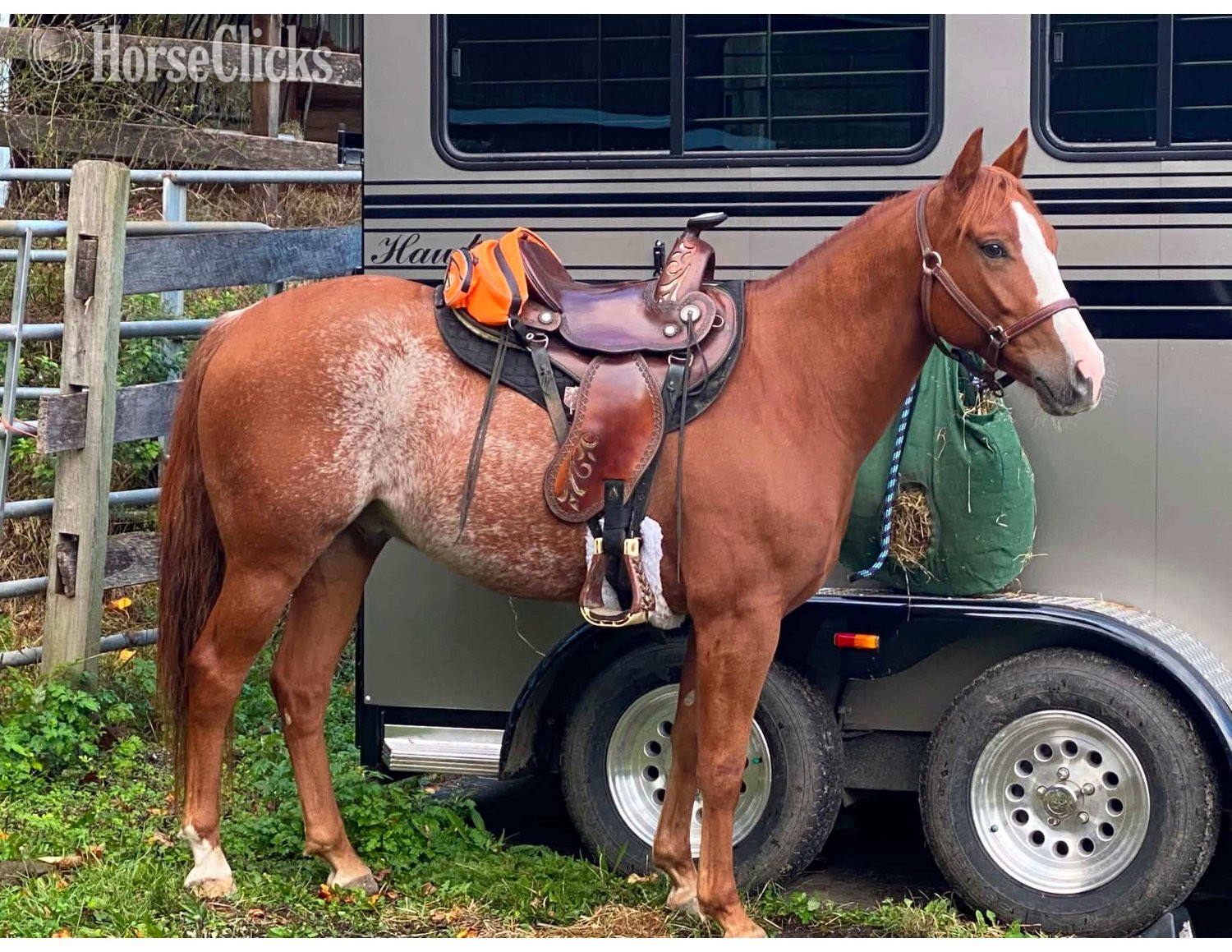 Quarter Horse - "TALKIN ABOUT SMART" Sorrel Gelding Quarter Horse