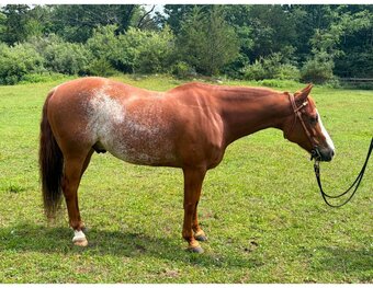 "TALKIN ABOUT SMART" Sorrel Gelding Quarter Horse