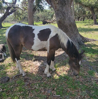"Stella`" Bay Roan Filly Gypsy Vanner