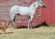 "Crawfish" Grey Gelding Tennessee Walker