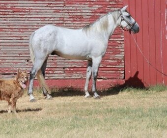 "Crawfish" Grey Gelding Tennessee Walker