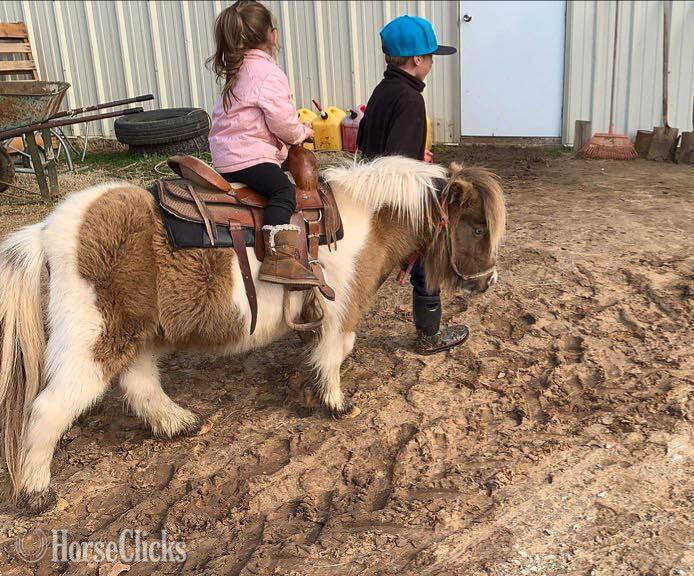 "Rain" Buckskin Mare American Miniature in Texas