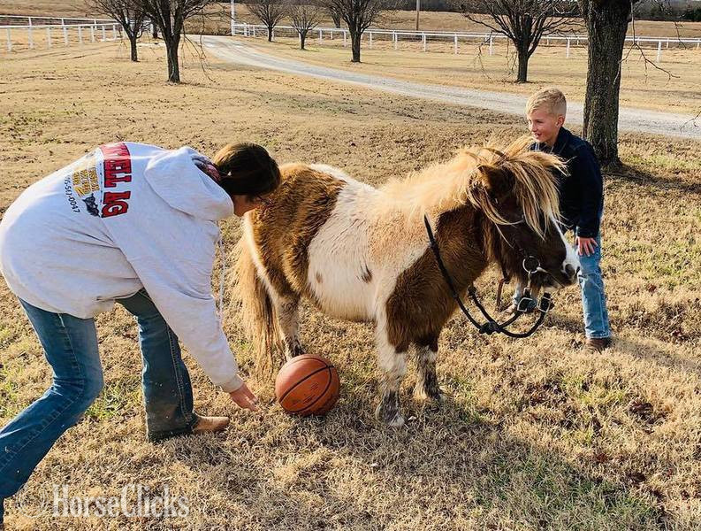 Texas "Rain" Buckskin Mare American Miniature