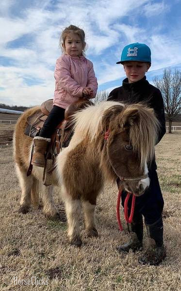 "Rain" Buckskin Mare American Miniature - American Miniature in Texas