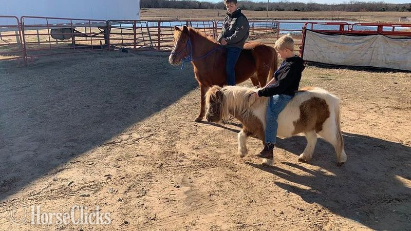 American Miniature - "Rain" Buckskin Mare American Miniature in Texas