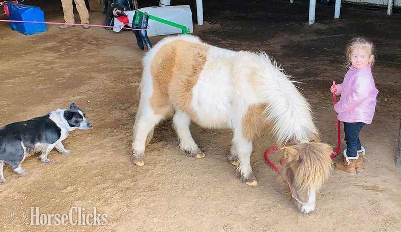 American Miniature - "Rain" Buckskin Mare American Miniature
