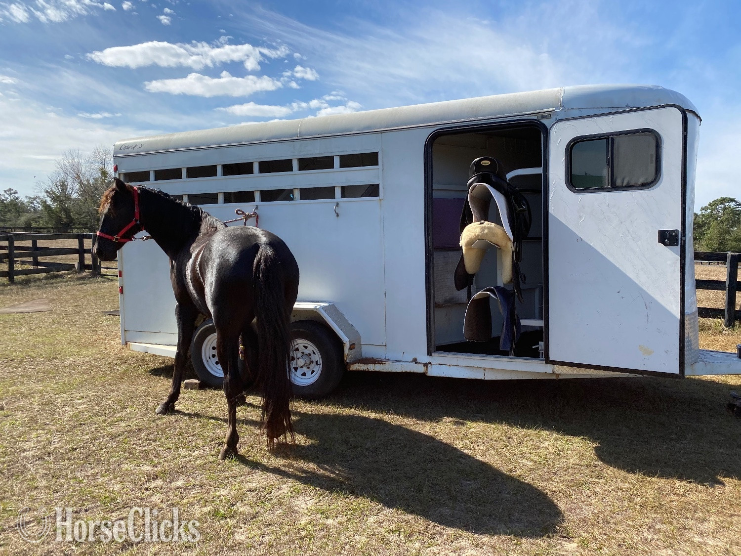 "Hunter" Black Gelding Friesian in Florida