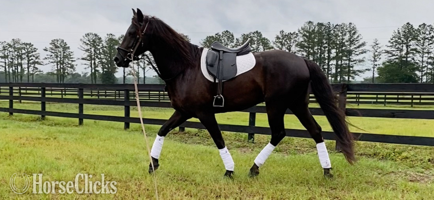 "Hunter" Black Gelding Friesian