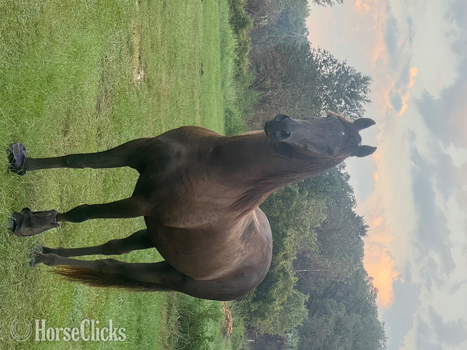 Florida "Hunter" Black Gelding Friesian