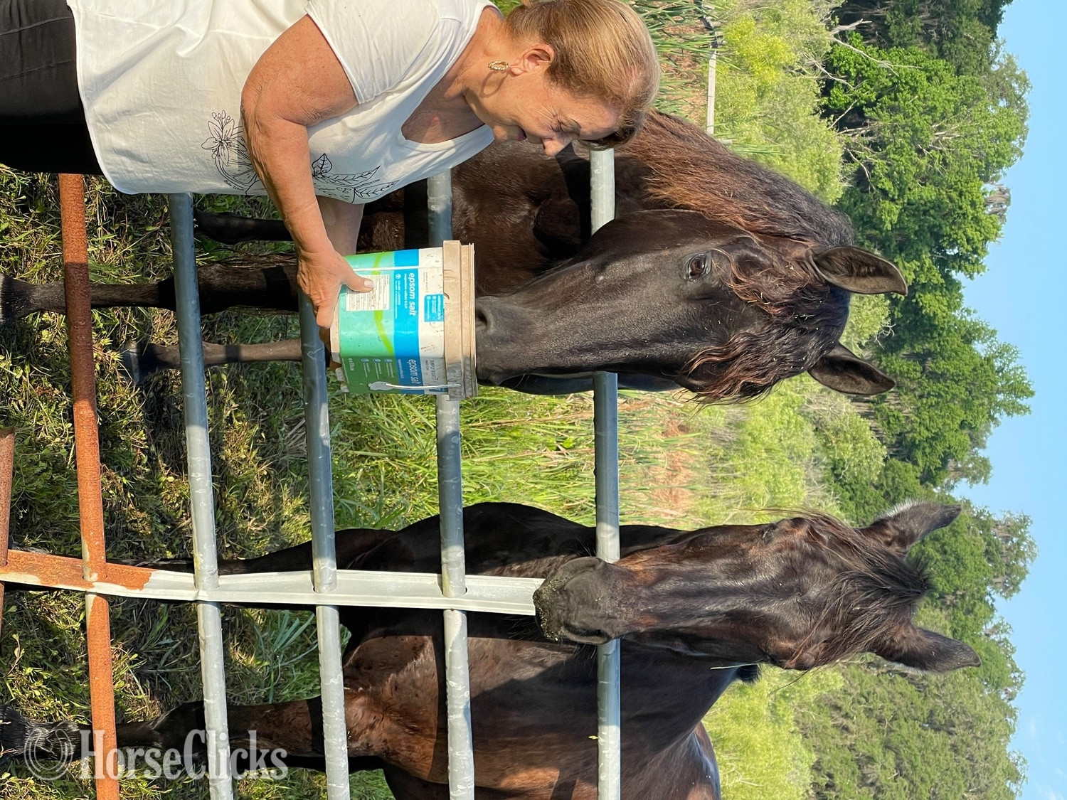 "Hunter" Black Gelding Friesian - Friesian in Florida