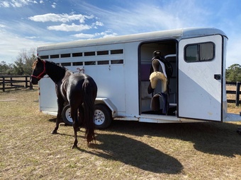 "Hunter" Black Gelding Friesian