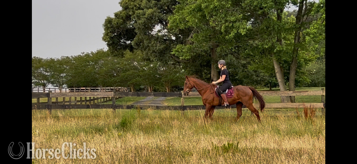 "Teddy" Chestnut Gelding American Saddlebred in Virginia