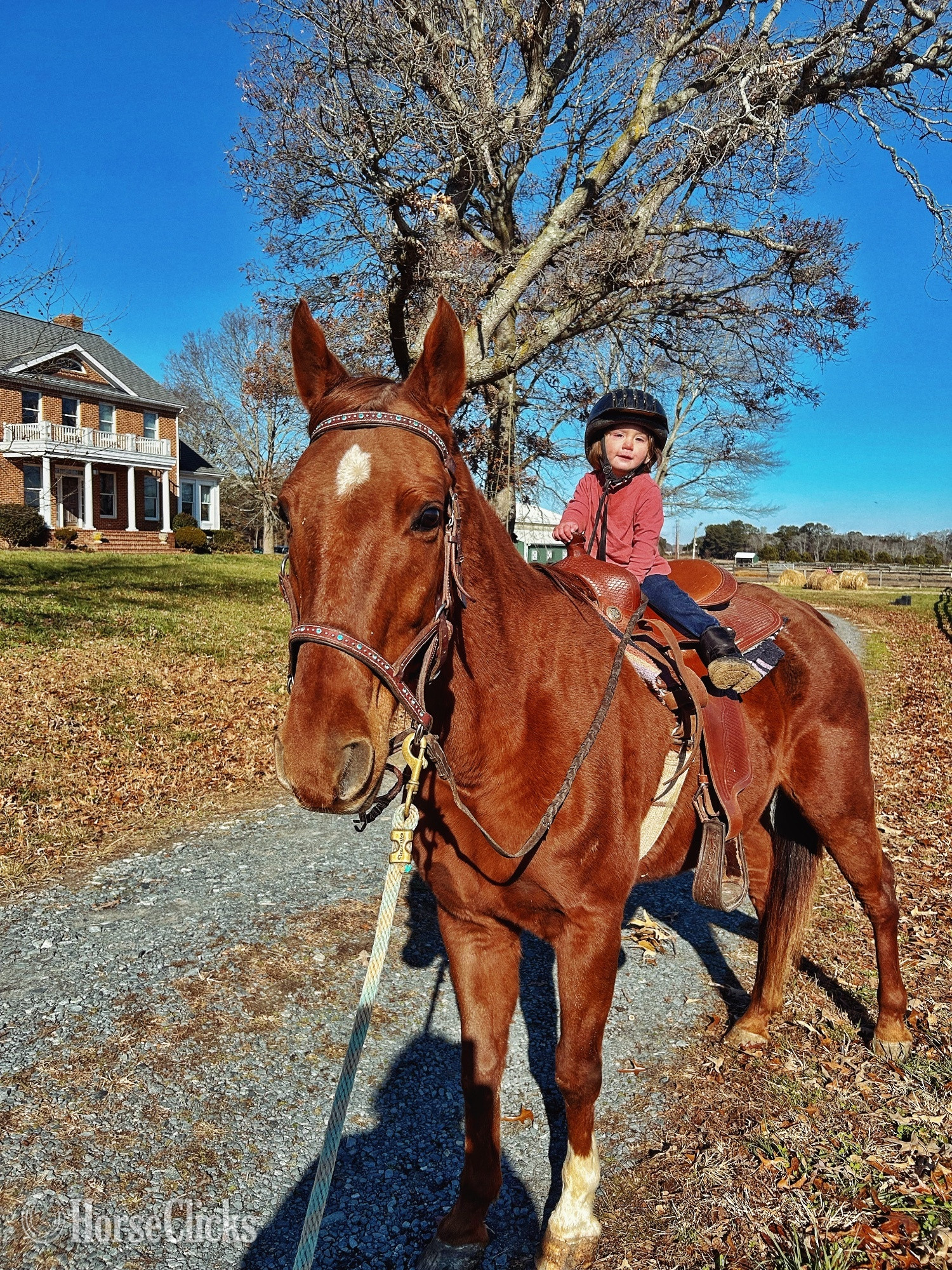 "Teddy" Chestnut Gelding American Saddlebred