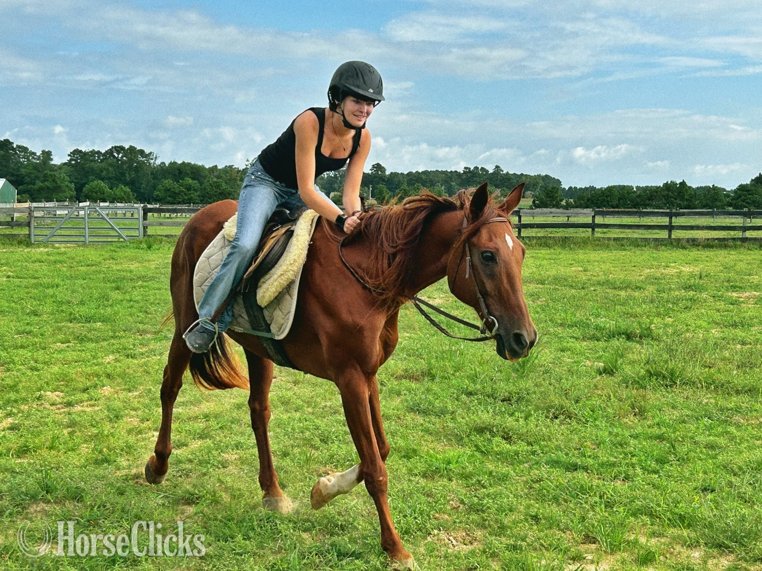 Virginia "Teddy" Chestnut Gelding American Saddlebred