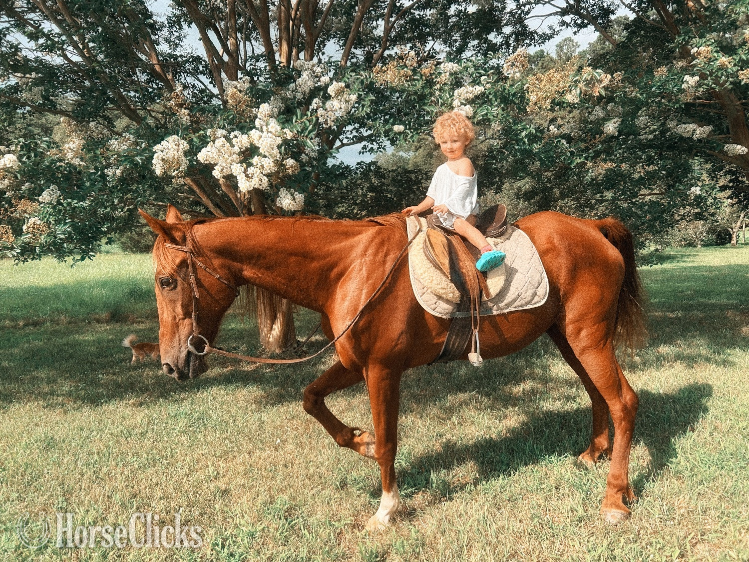 "Teddy" Chestnut Gelding American Saddlebred - American Saddlebred in Virginia