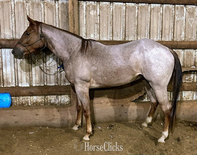 "IMA HOLLYWOOD NUGGET / Dylan " Red Roan Gelding Quarter Horse