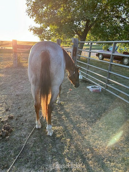"IMA HOLLYWOOD NUGGET / Dylan " Red Roan Gelding Quarter Horse - Quarter Horse in Iowa