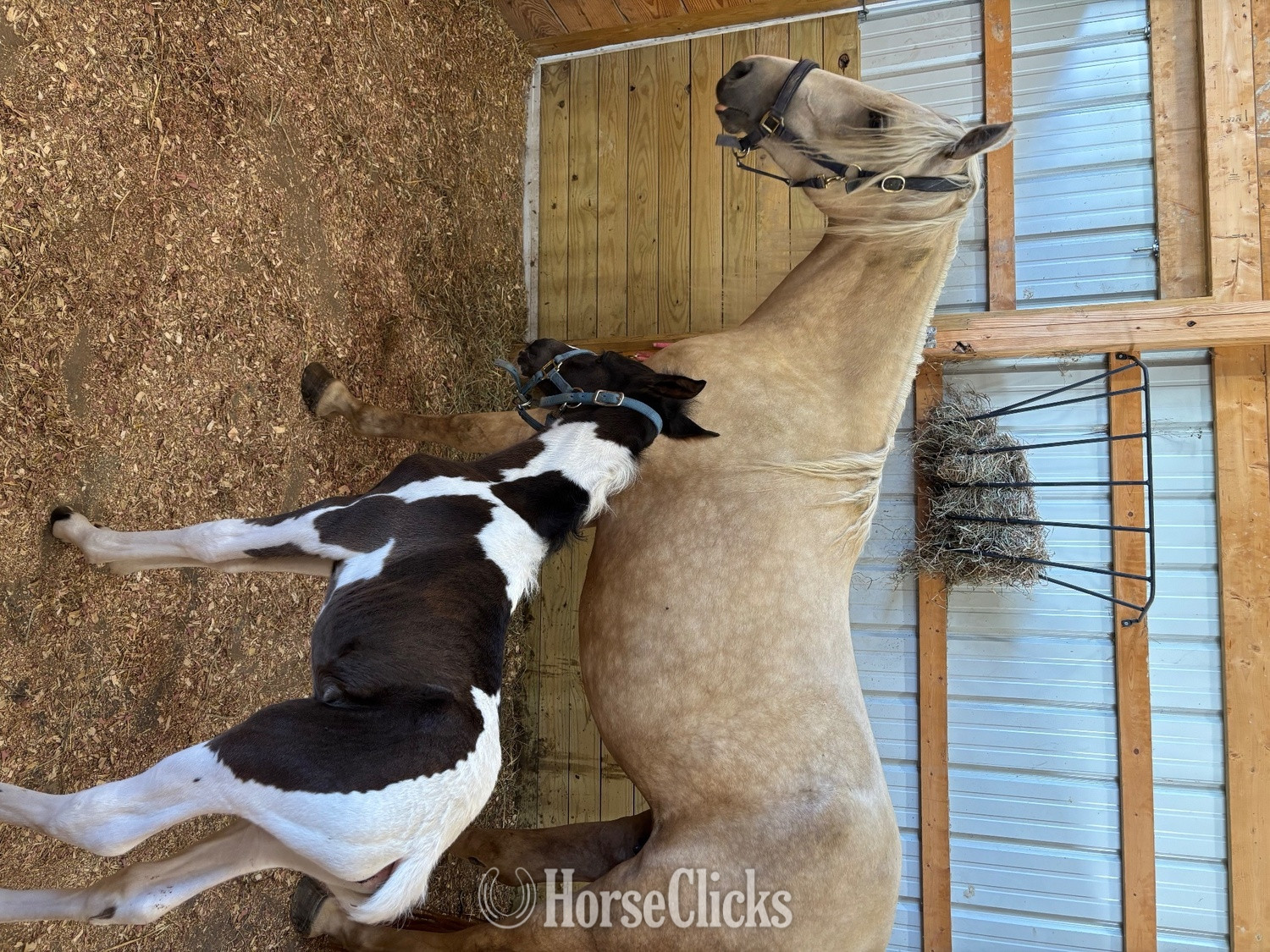 "Peter Parker" Black Colt Tennessee Walker in Indiana