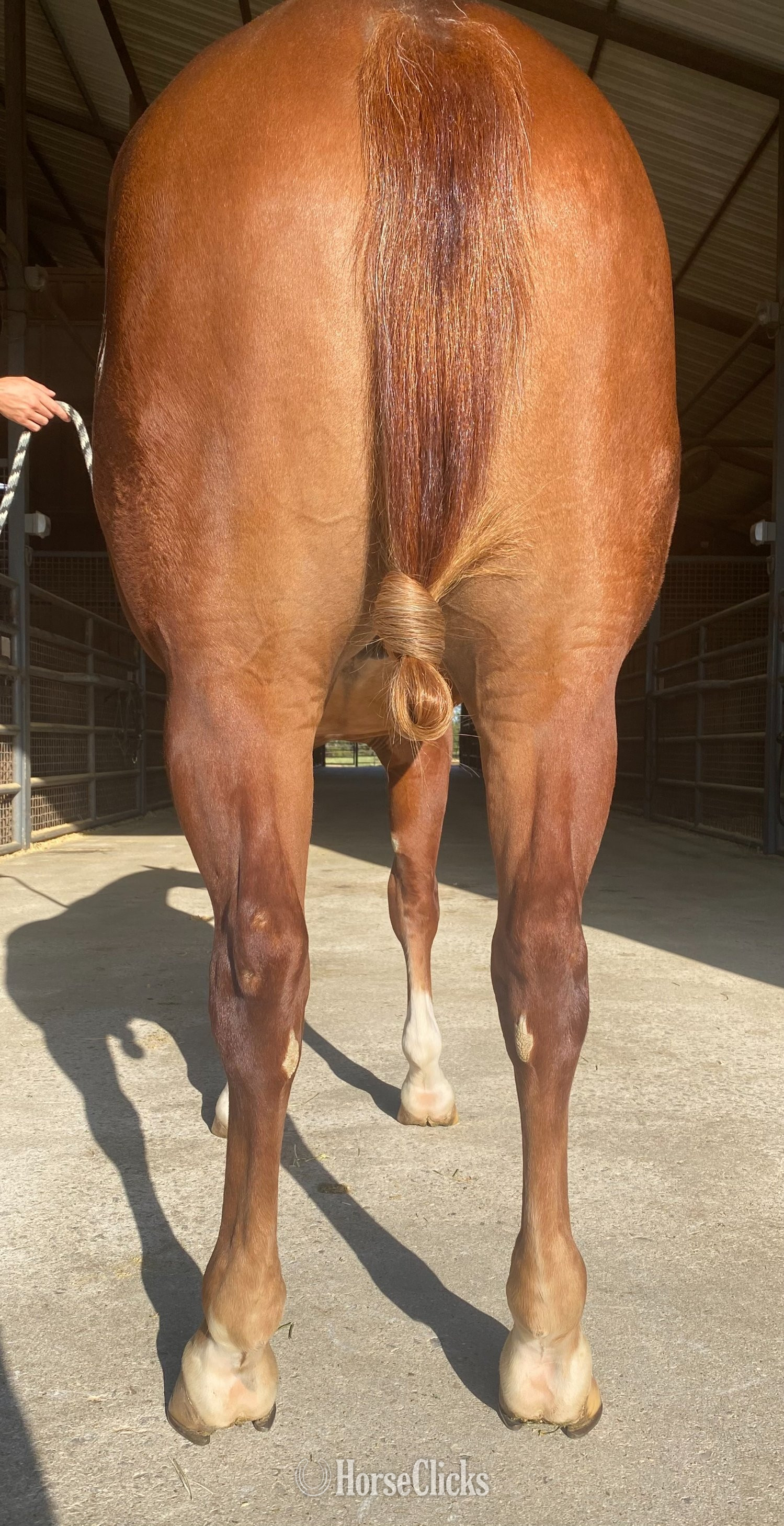 Oklahoma "HES NOT YOURS" Sorrel Gelding Quarter Horse