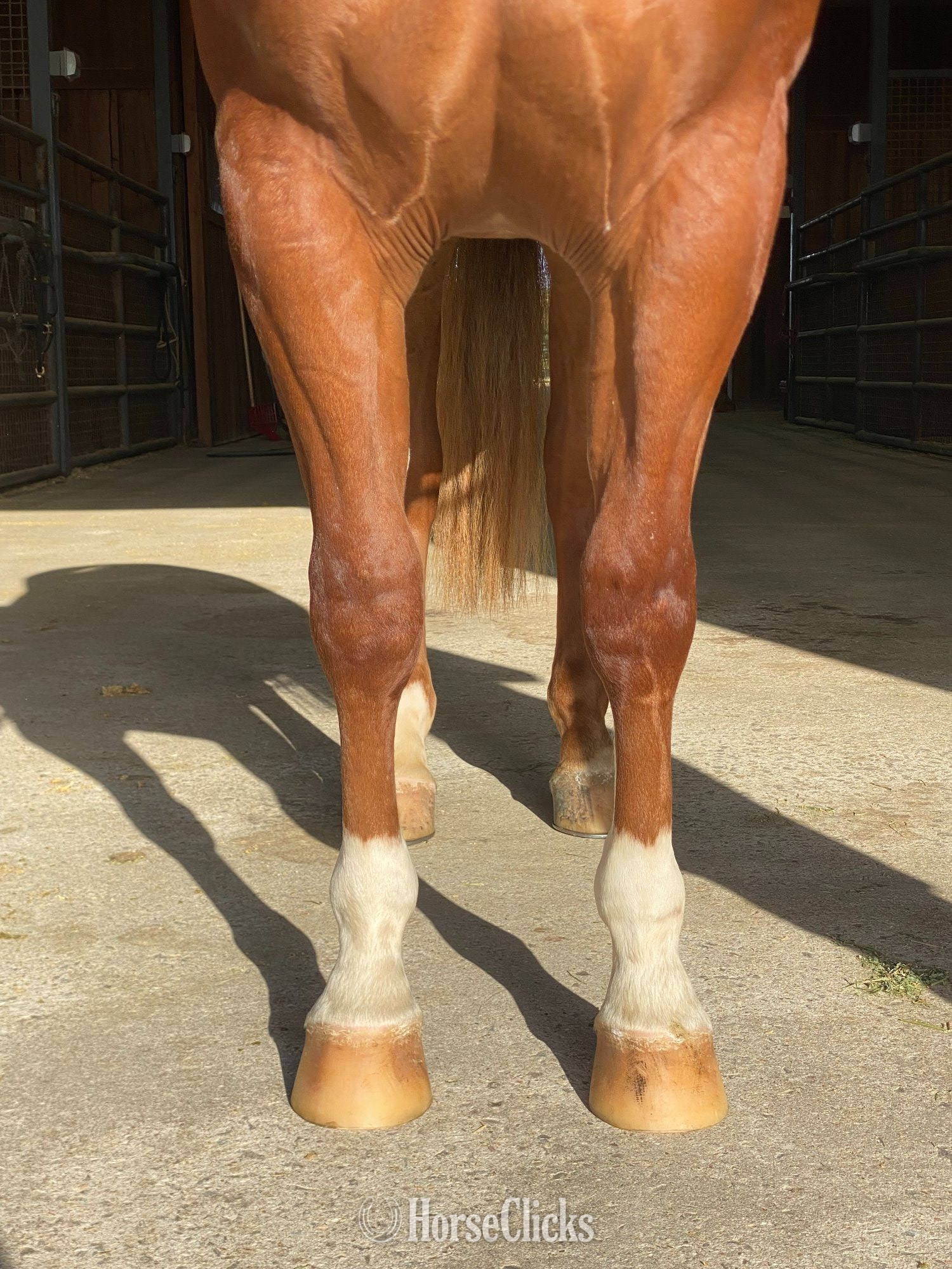 "HES NOT YOURS" Sorrel Gelding Quarter Horse - Quarter Horse