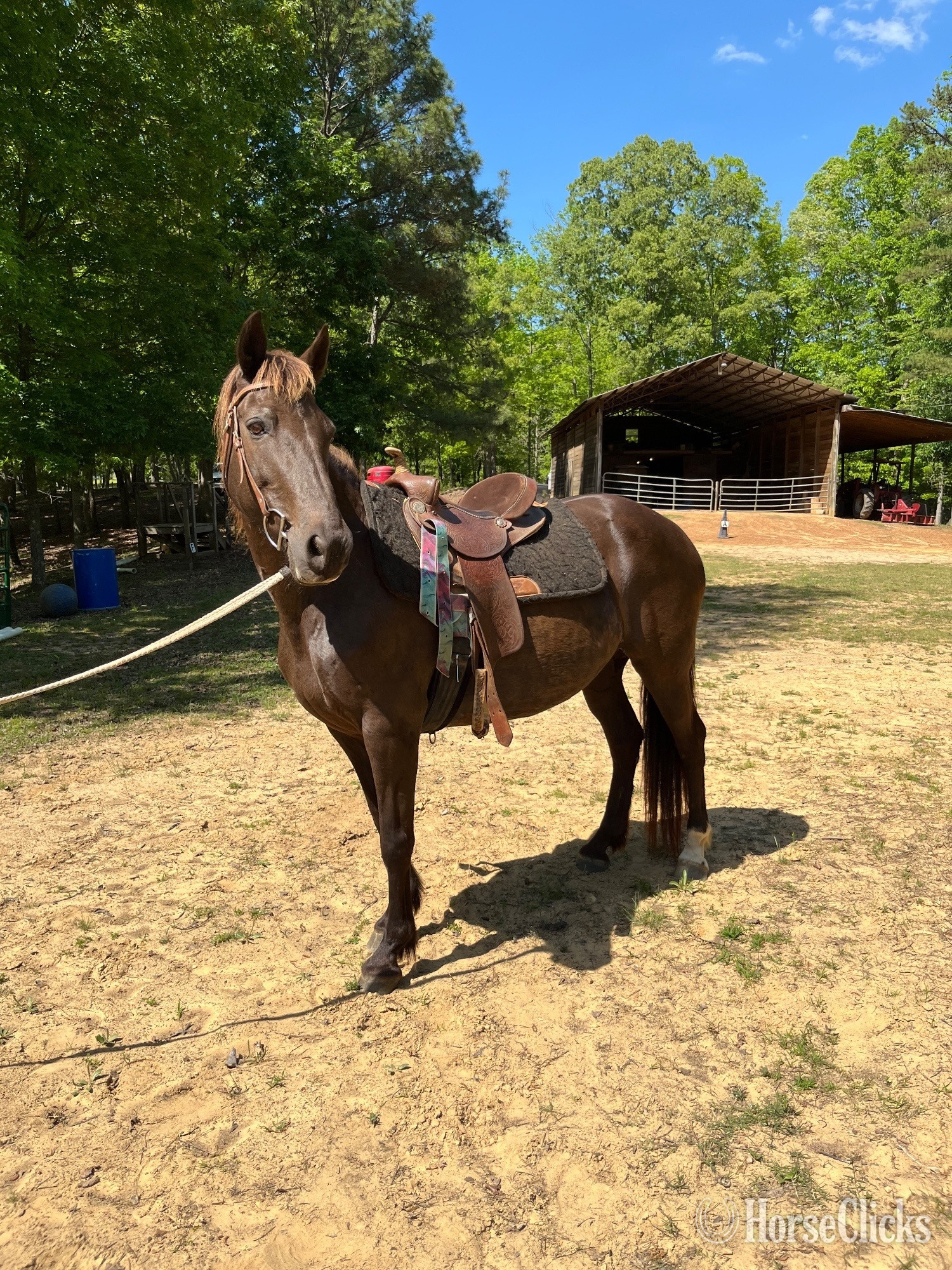 "Misty" Black Mare Racking Horse in Alabama