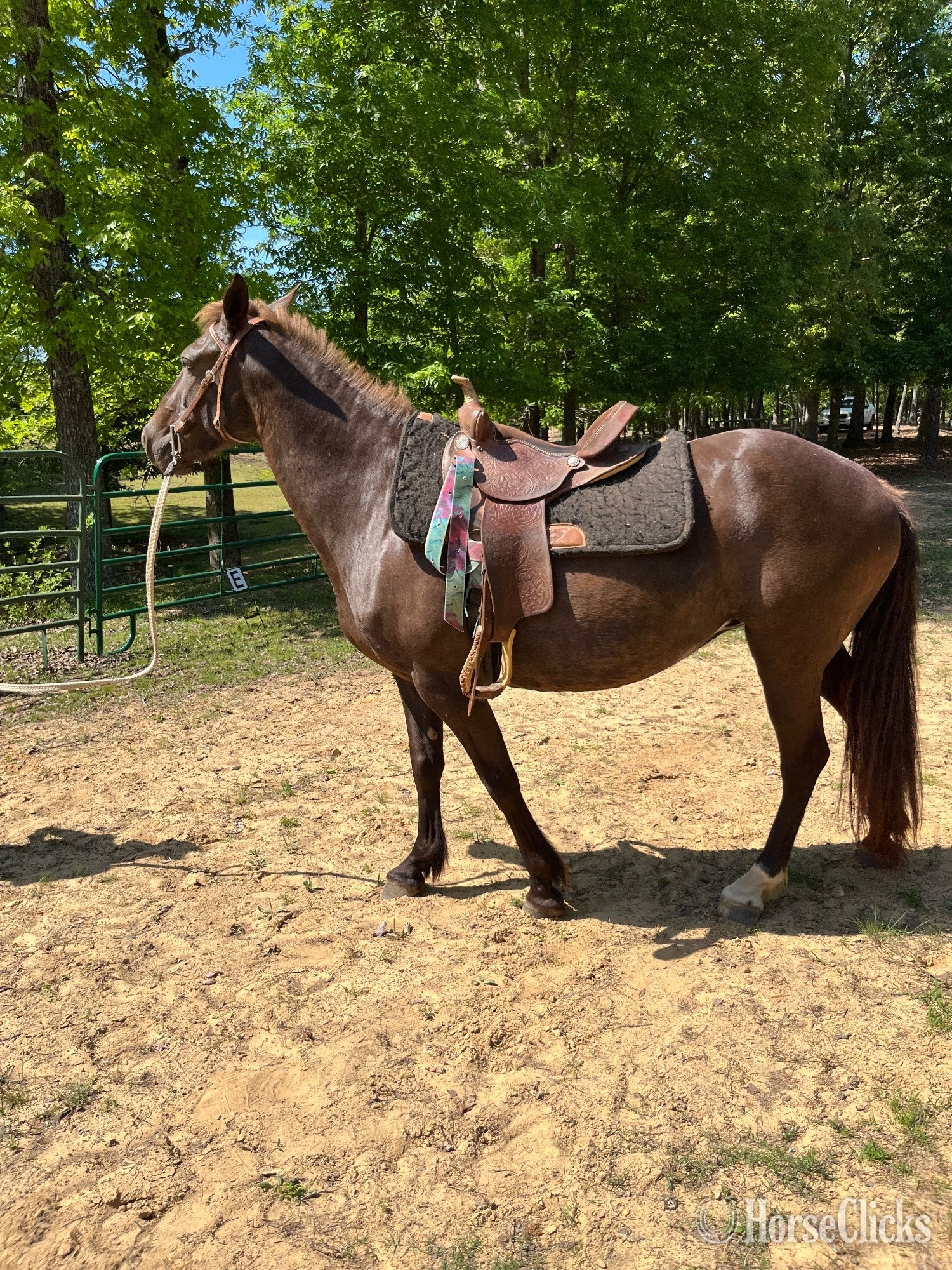 "Misty" Black Mare Racking Horse