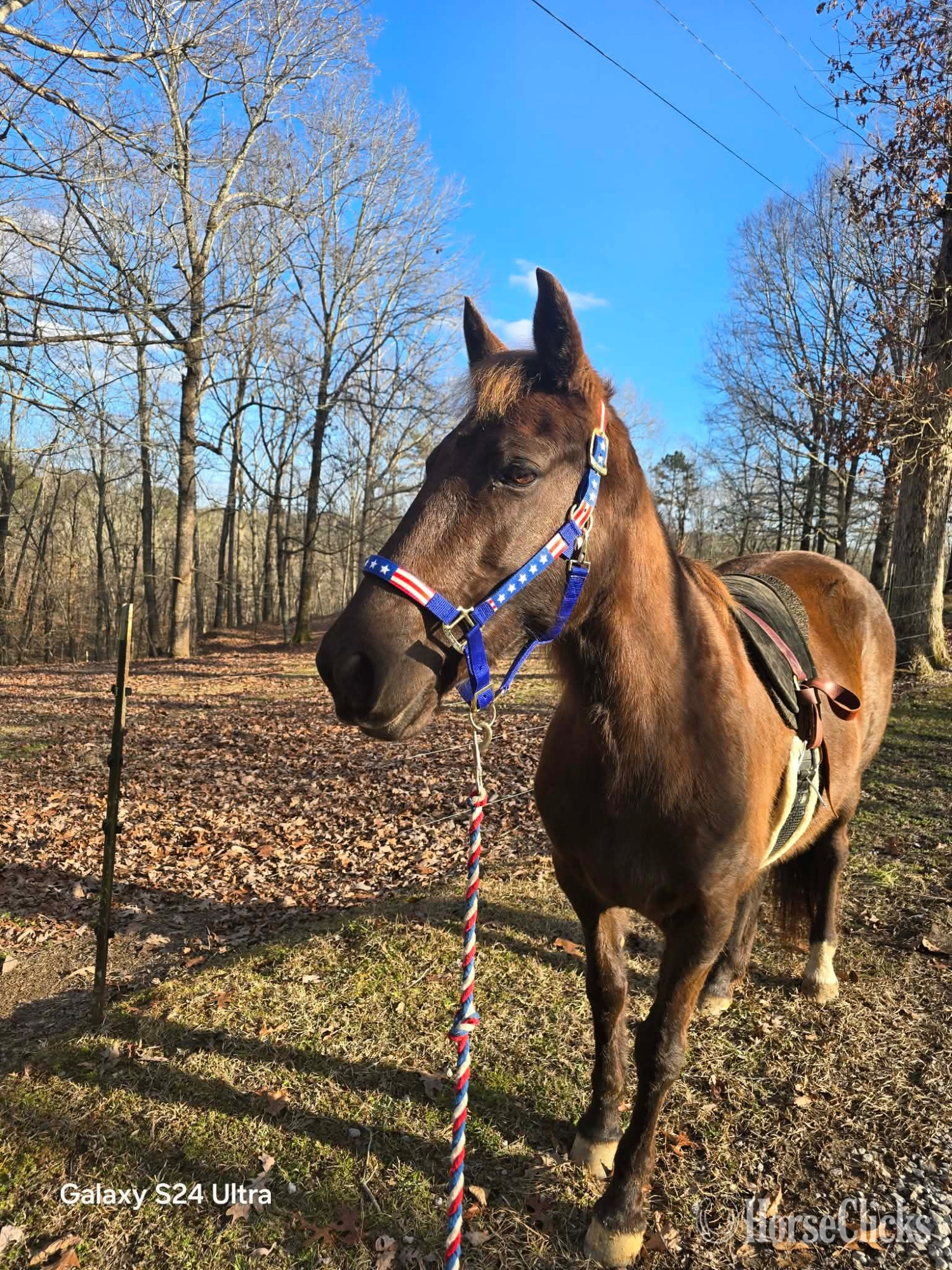 Alabama "Misty" Black Mare Racking Horse