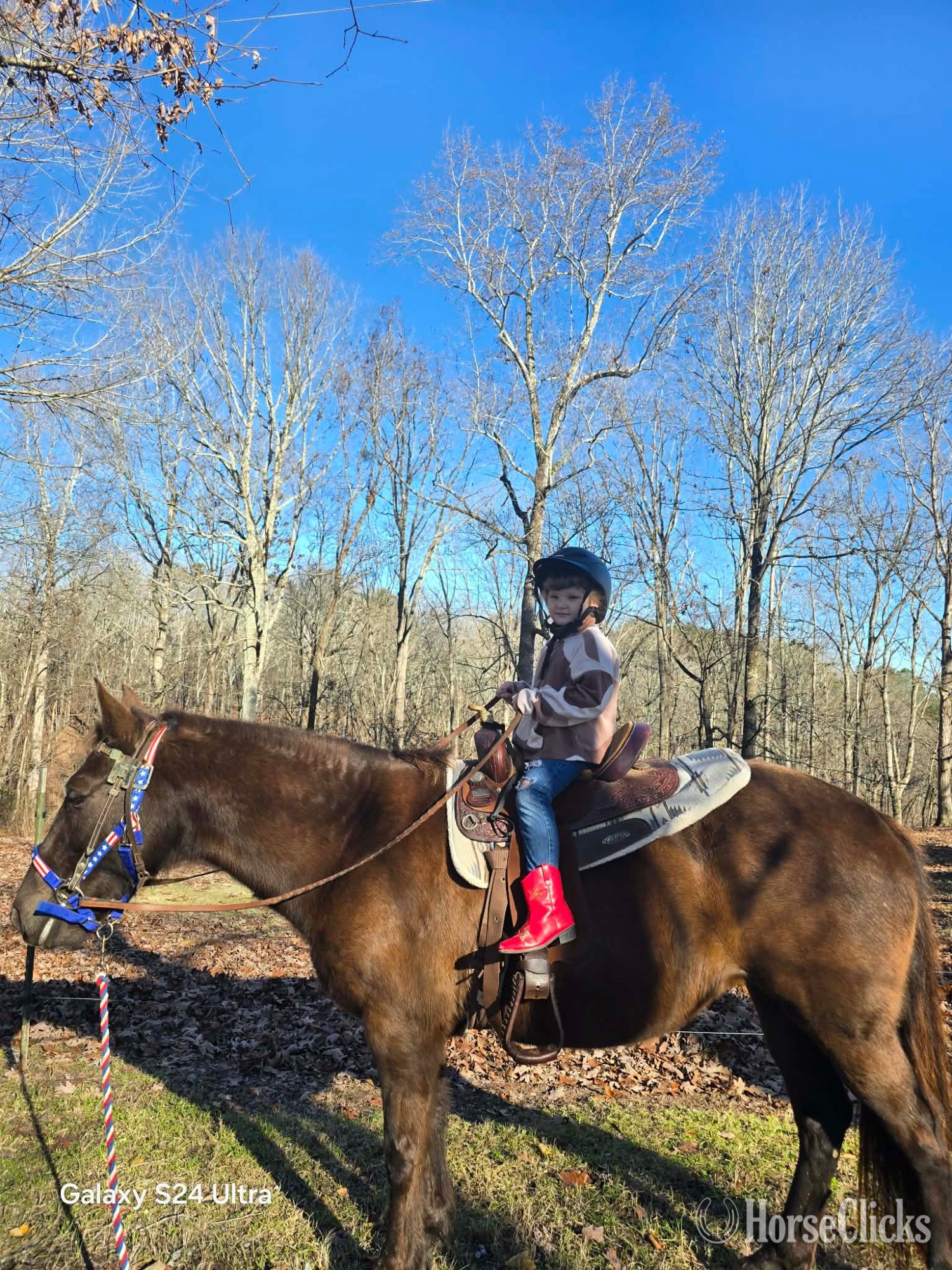 "Misty" Black Mare Racking Horse - Racking Horse in Alabama