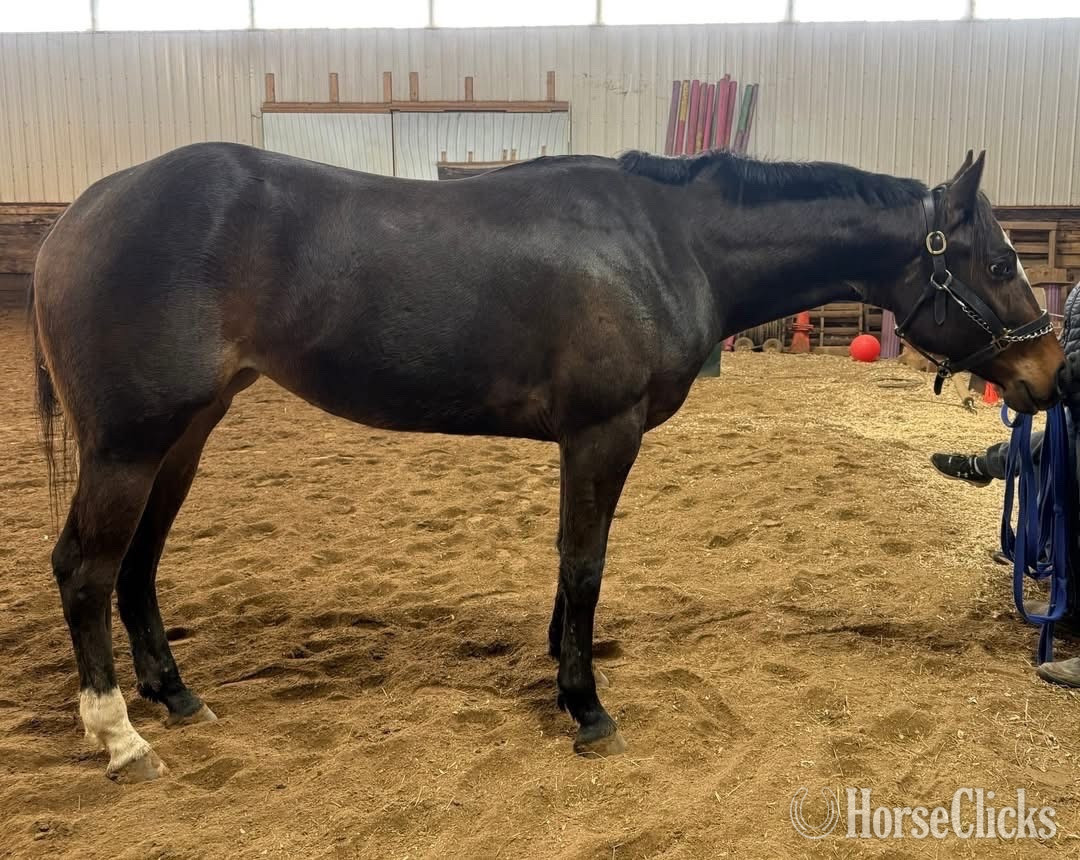 "Darlin Clementine" Bay Filly Quarter Horse