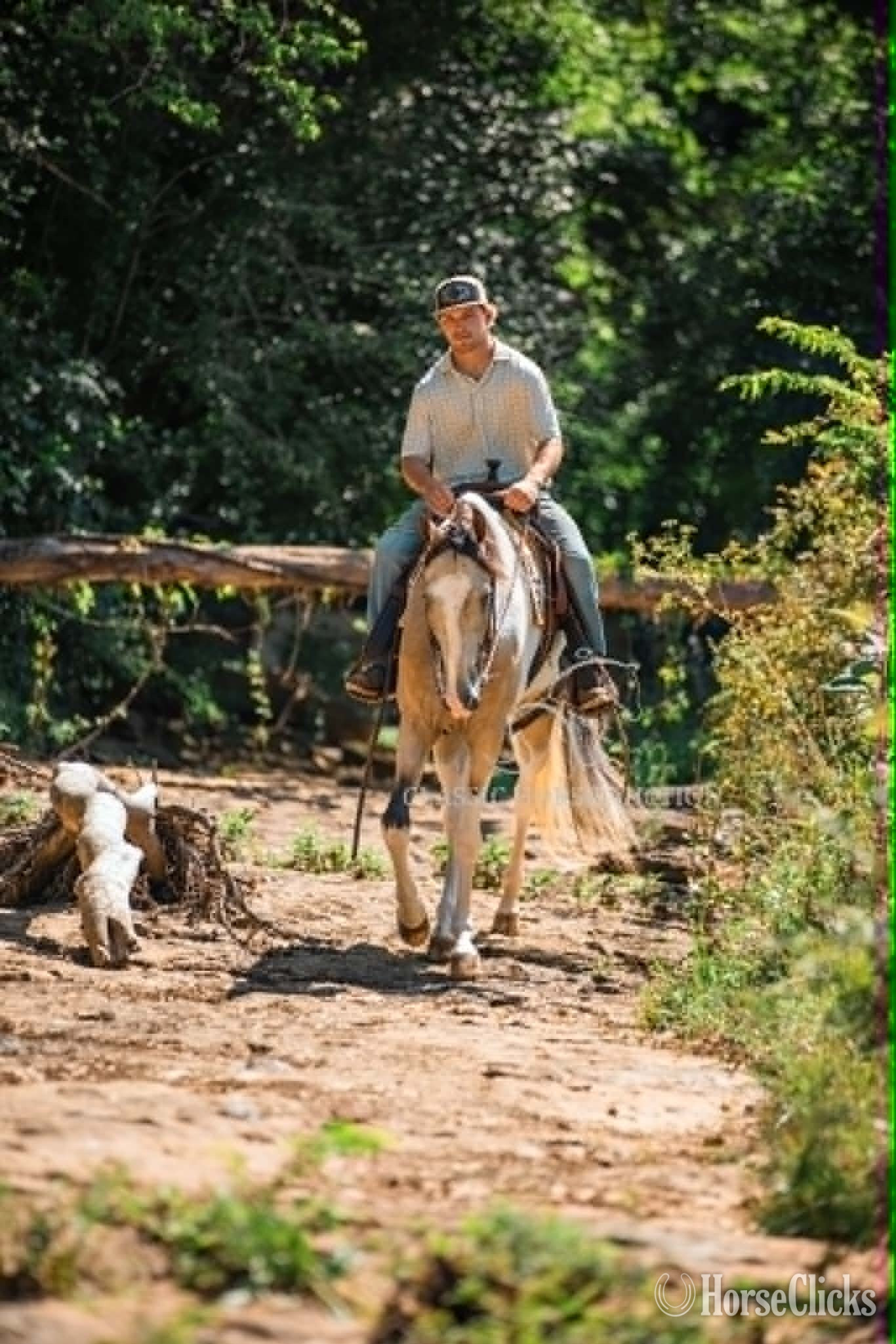 "ANDY'S JAZZ MA TAZZ" Tabiano Gelding Tennessee Walker in Tennessee